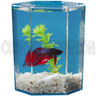 1 pint Betta Tank w/ Removable Lid, Aquarius