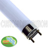 24 in Actinic Blue T6 Bulb (20 watt), Jalli